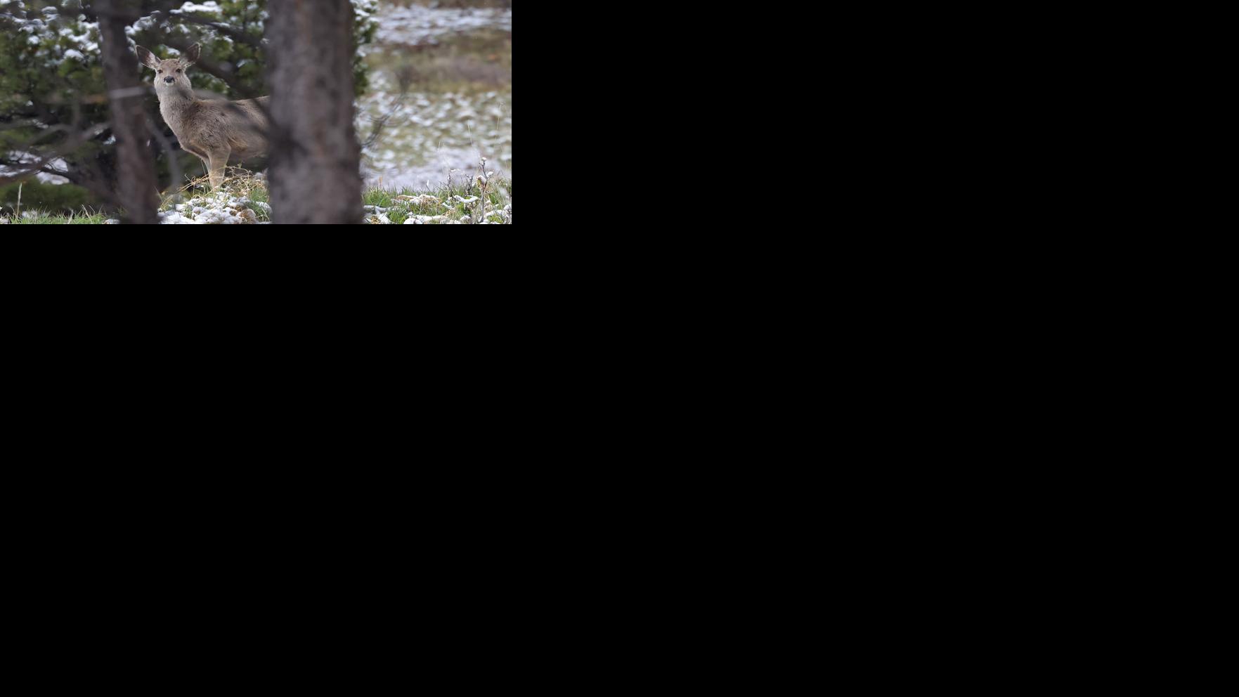 Asset-image