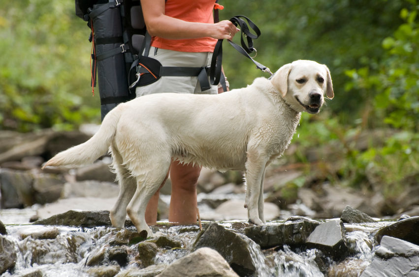 Better Days Ahead: 5 Great Places That You Will Love to Visit With Your Dog (Image)