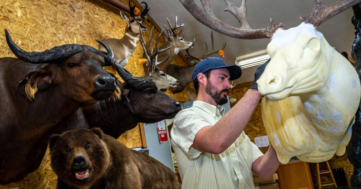 Wyoming taxidermist takes top award at world championships