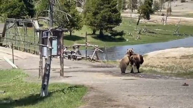Bear vs. Bison