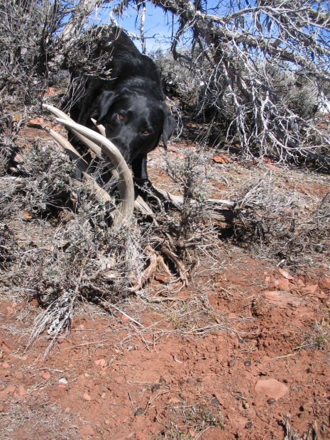 how to train your dog to hunt deer sheds