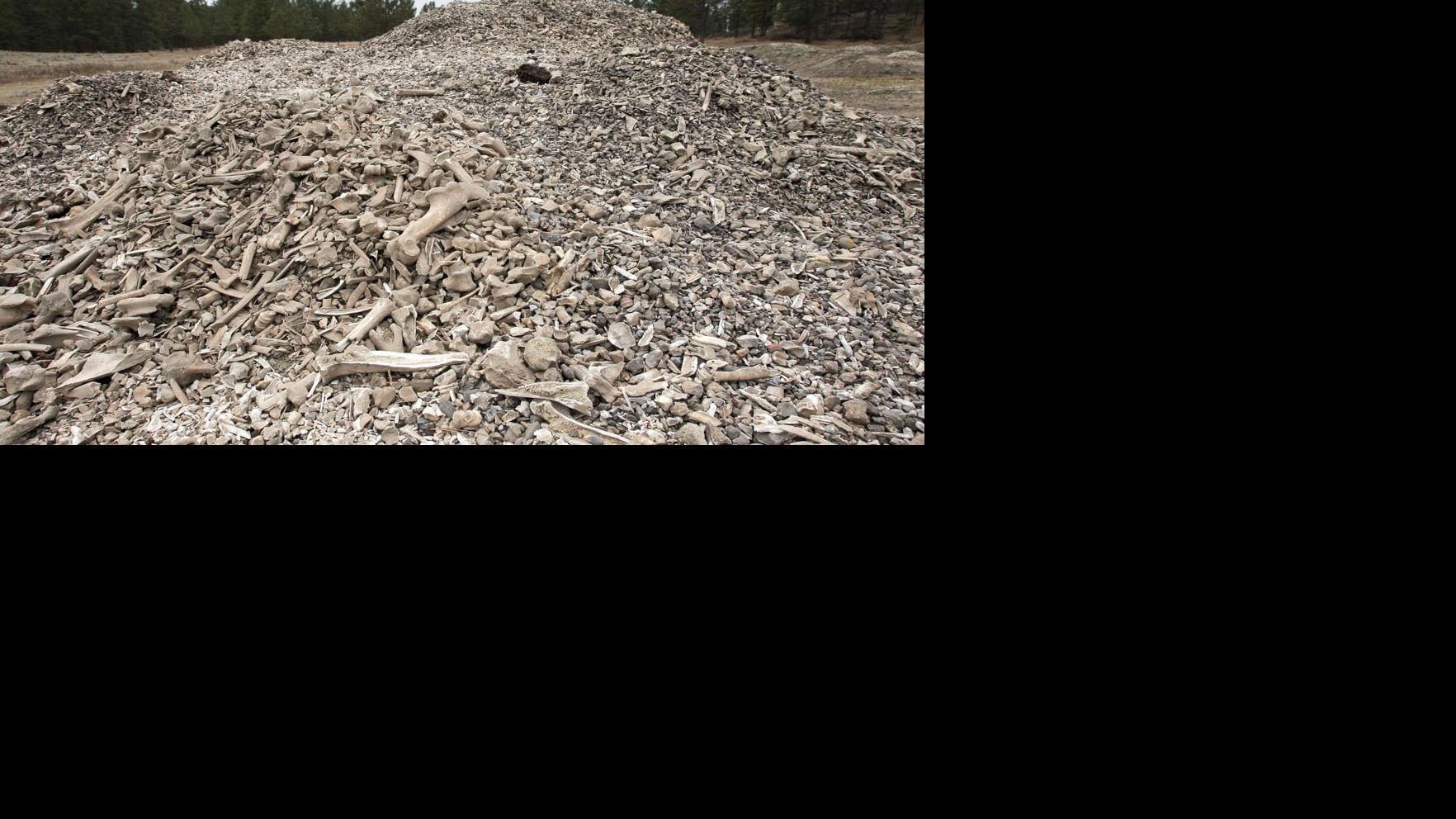 Photos At this ancient bison kill site, native hunters left the bones