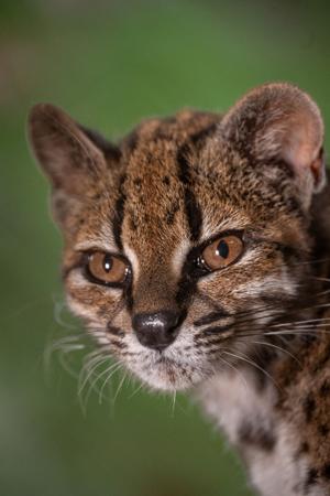 New cat species identified in Bolivia