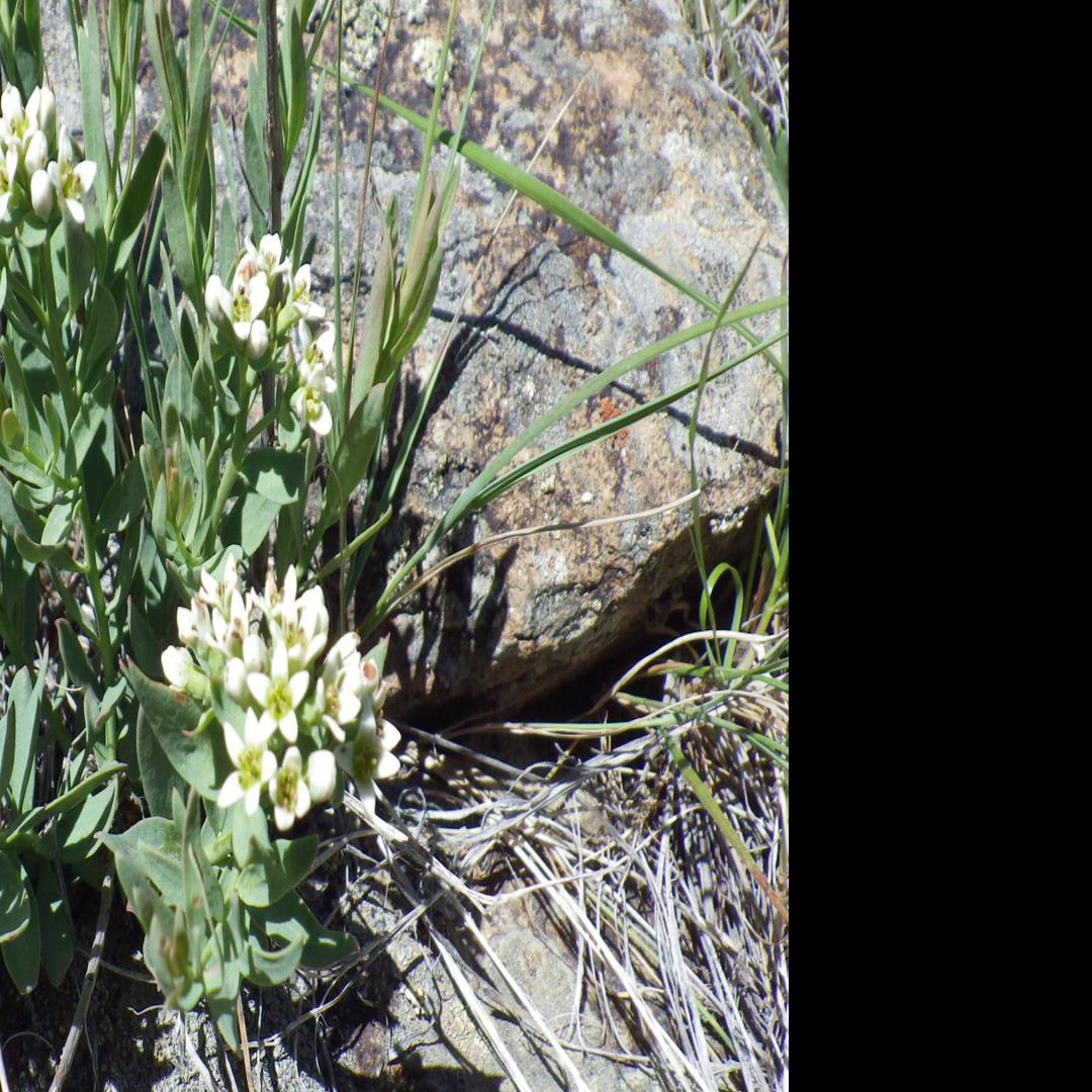 Bastard Toadflax Help From A Neighbor Open Spaces Trib Com