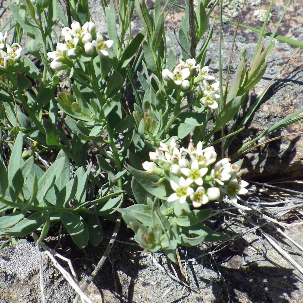 Bastard Toadflax Help From A Neighbor Open Spaces Trib Com Bastard Toadflax Help From A Neighbor Open Spaces Trib Com