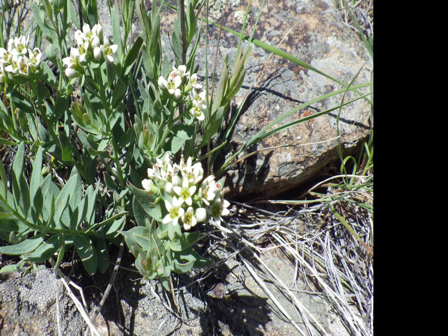 Bastard Toadflax Help From A Neighbor Open Spaces Trib Com