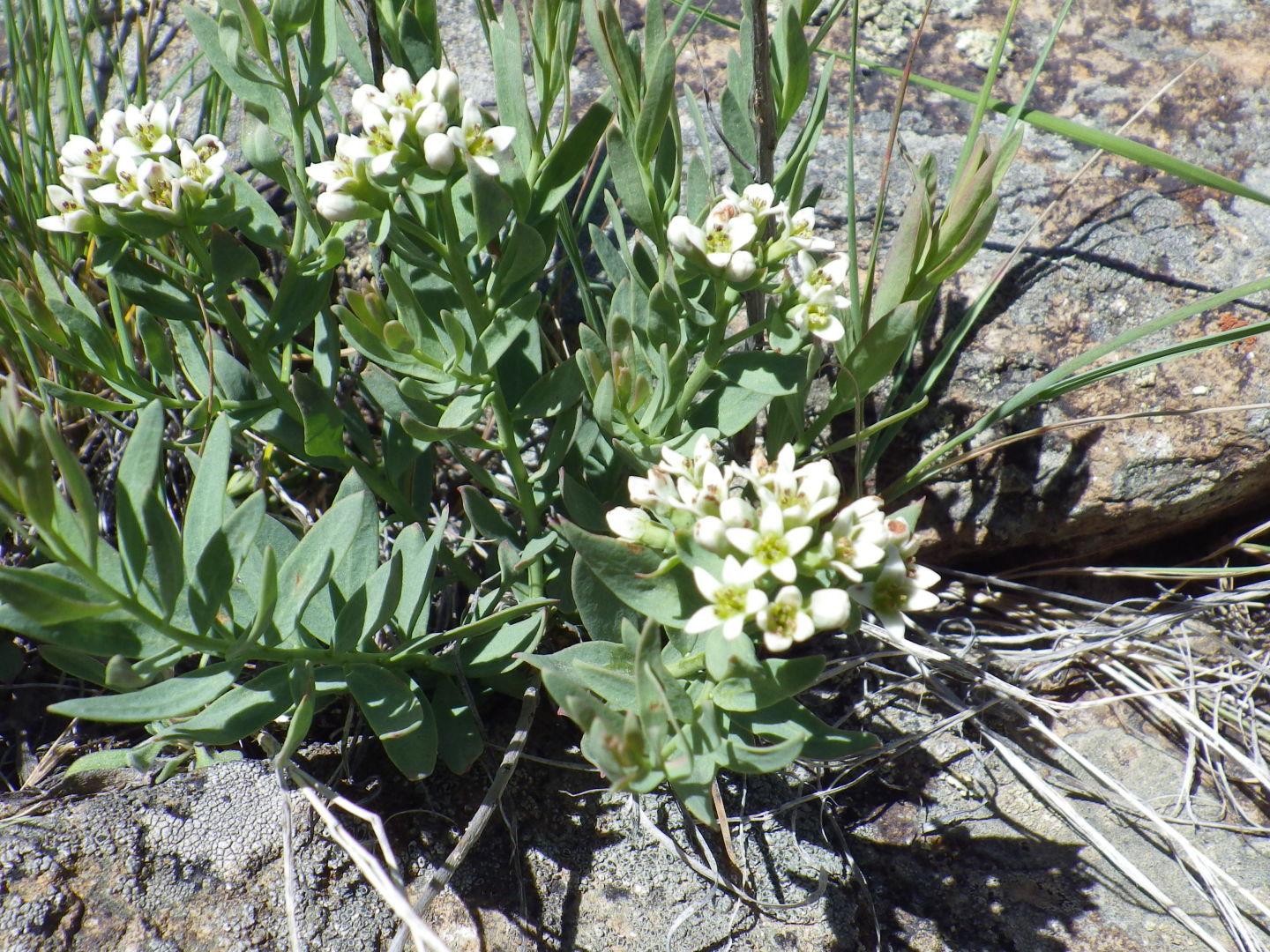 Bastard Toadflax Help From A Neighbor Open Spaces Trib Com Bastard Toadflax Help From A Neighbor Open Spaces Trib Com