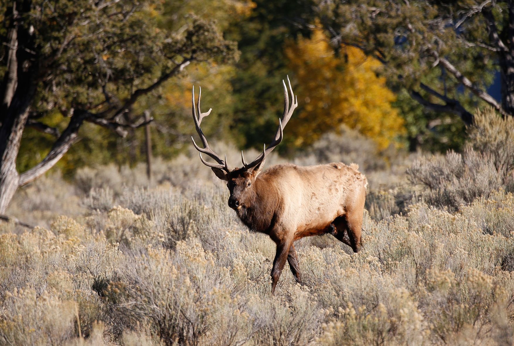 brow tined bull elk