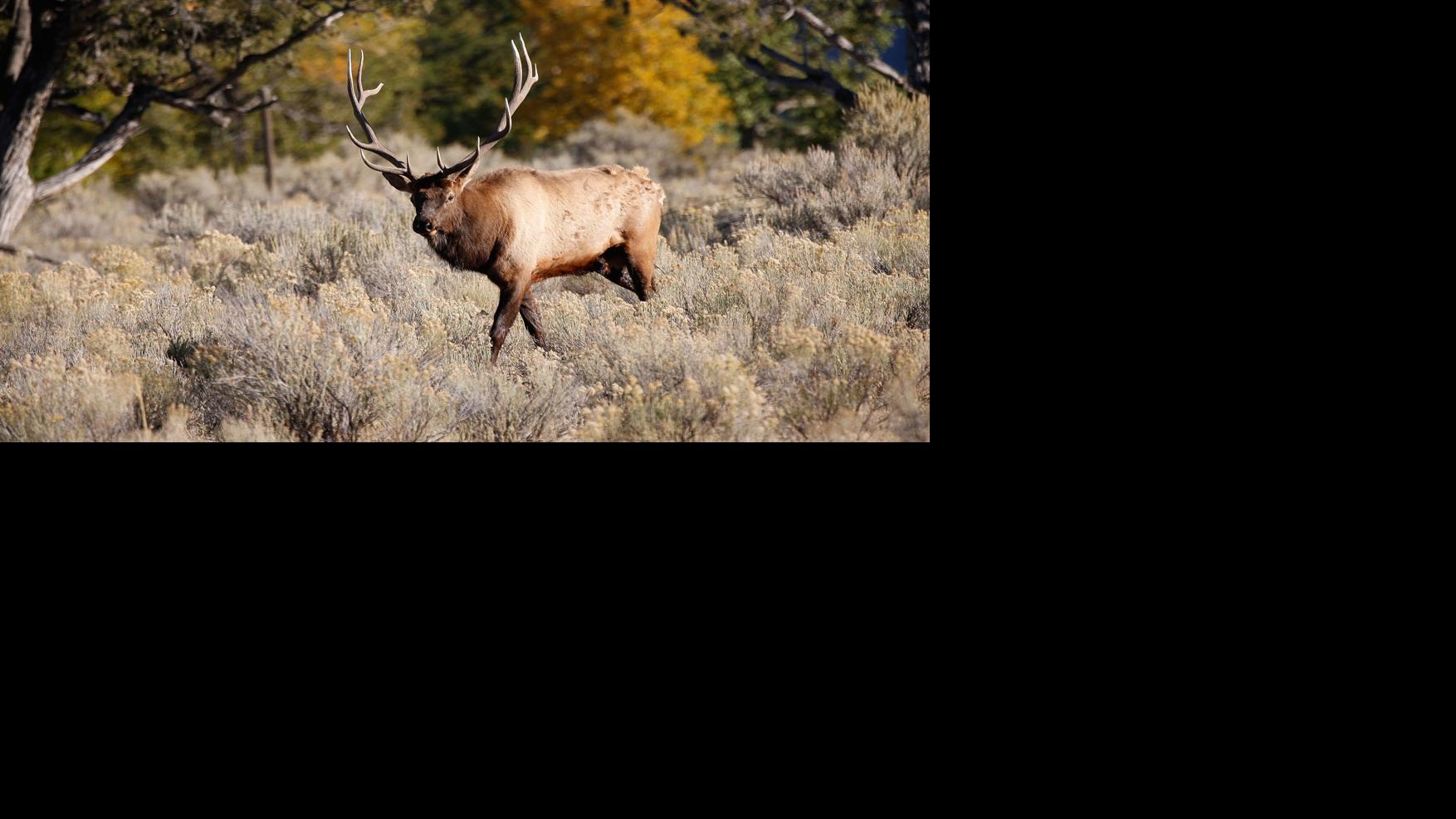 Yellowstone elk classification survey shows bull numbers up Wyoming