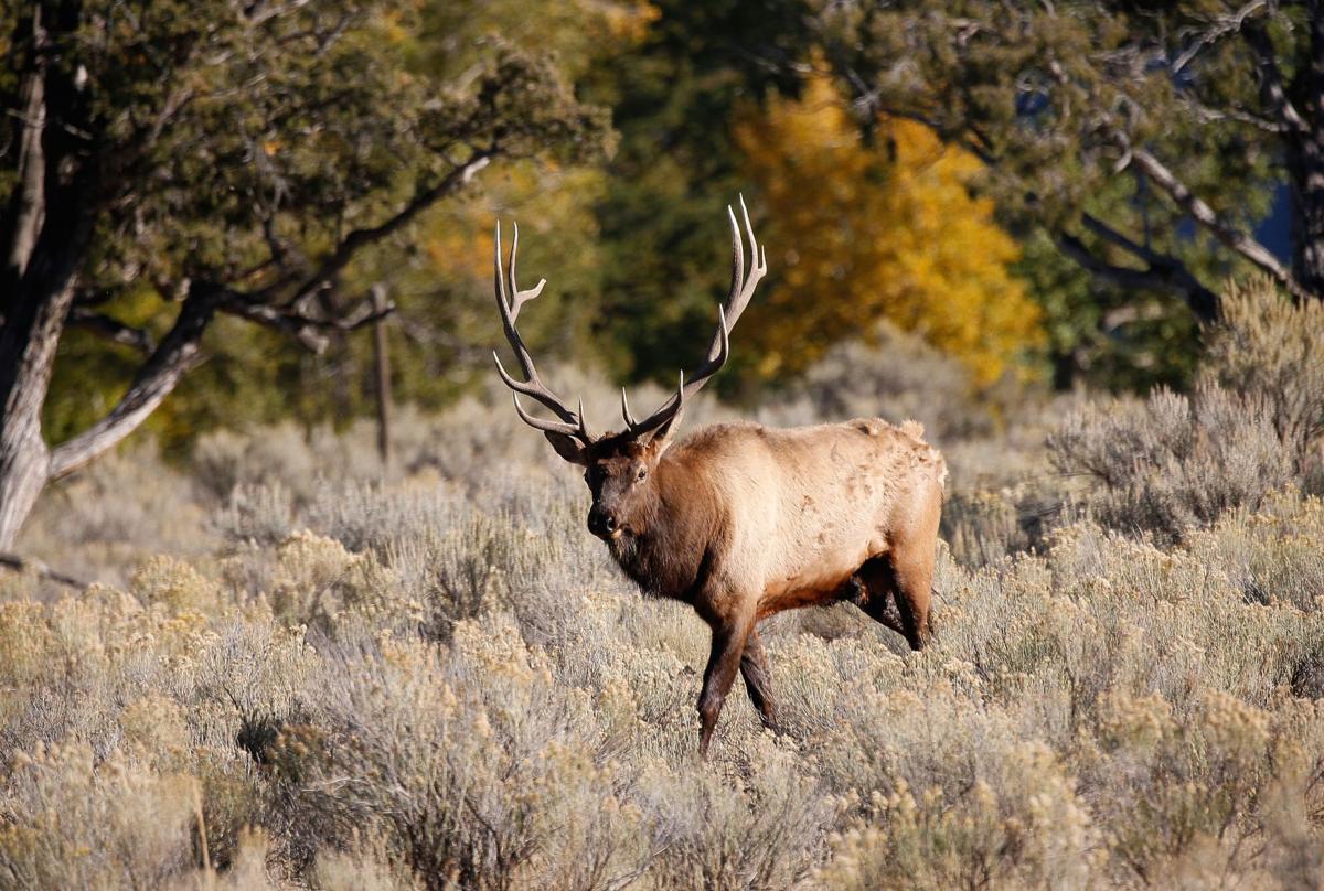 Yellowstone elk classification survey shows bull numbers up Wyoming