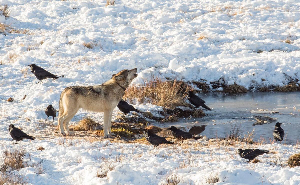 Wolves at Blacktail Pond