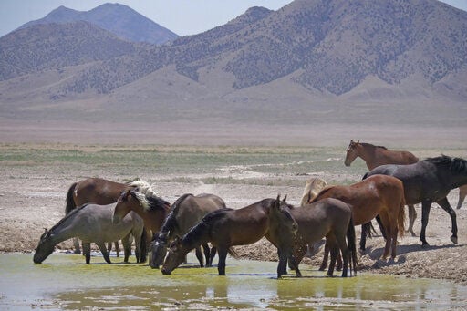 Official: Solving wild horse problem will take $5B, 15 years