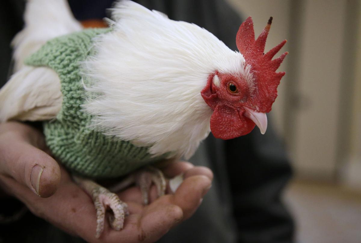 Seven photos of chickens wearing sweaters National
