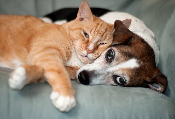 How To Help Your Dog And Cat Get Along National Trib Com