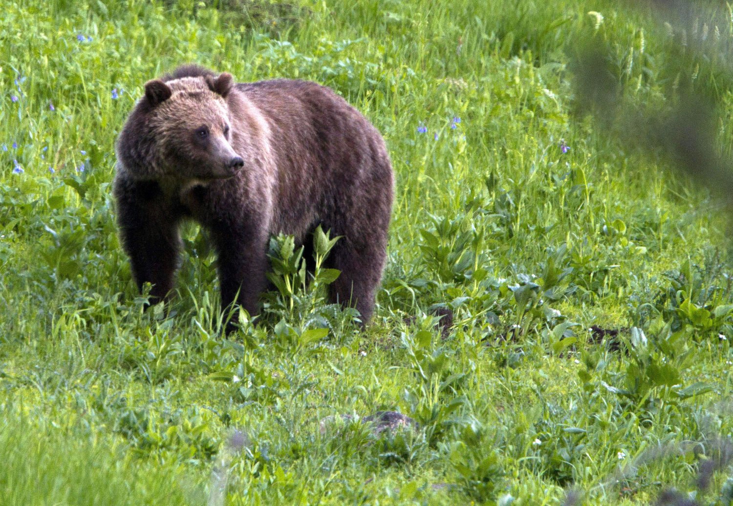 Wyoming Game And Fish Takes Comments On Grizzly Bear Plan