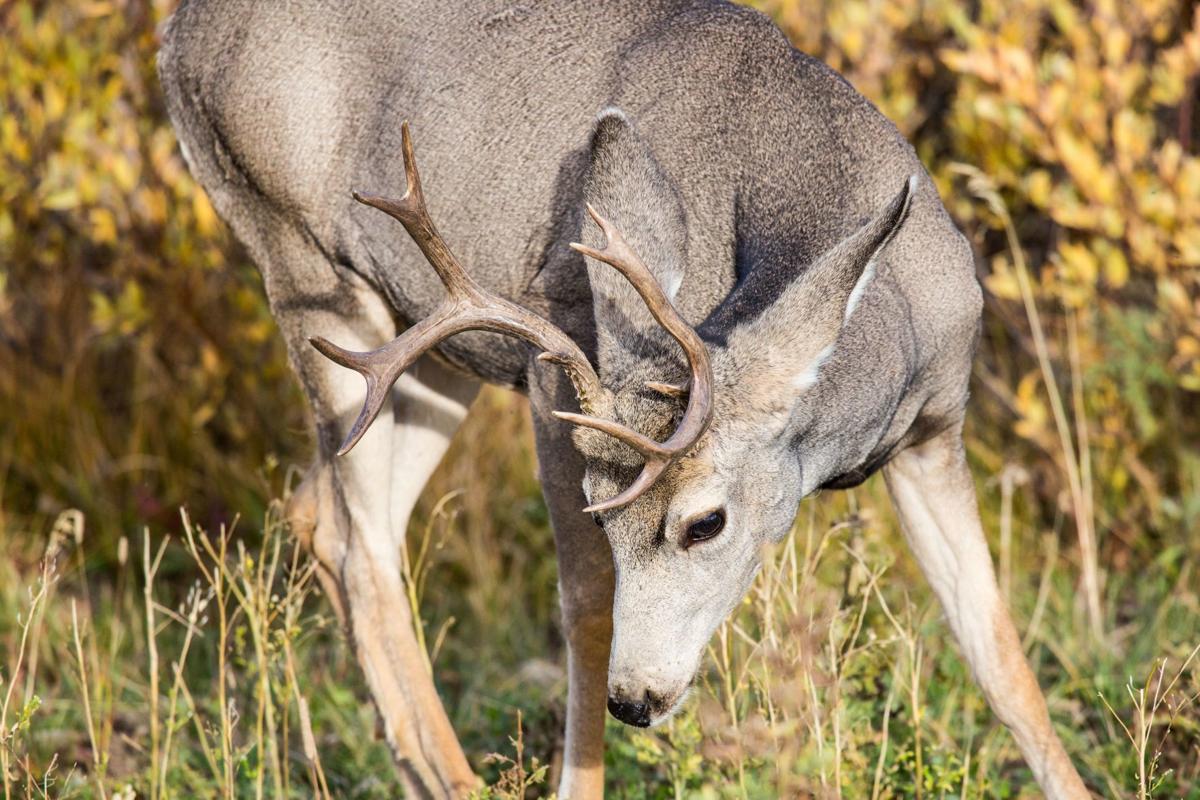 Mule deer buck