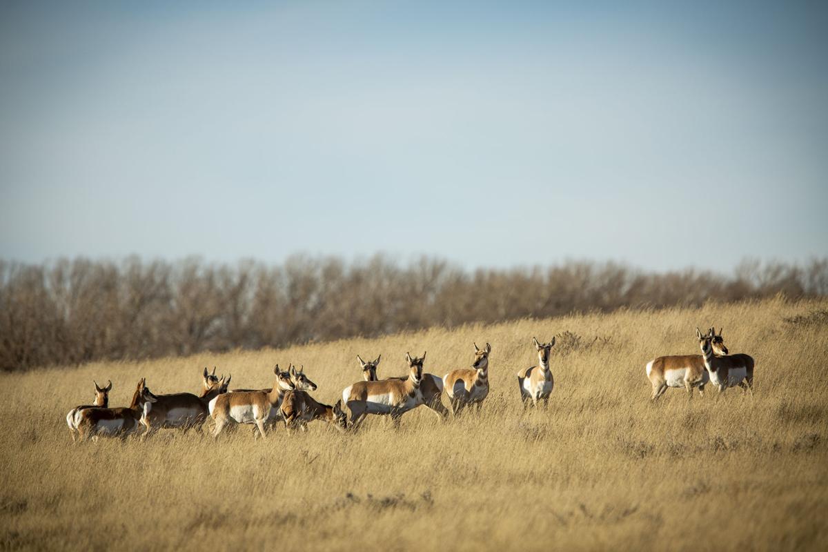 Antelope