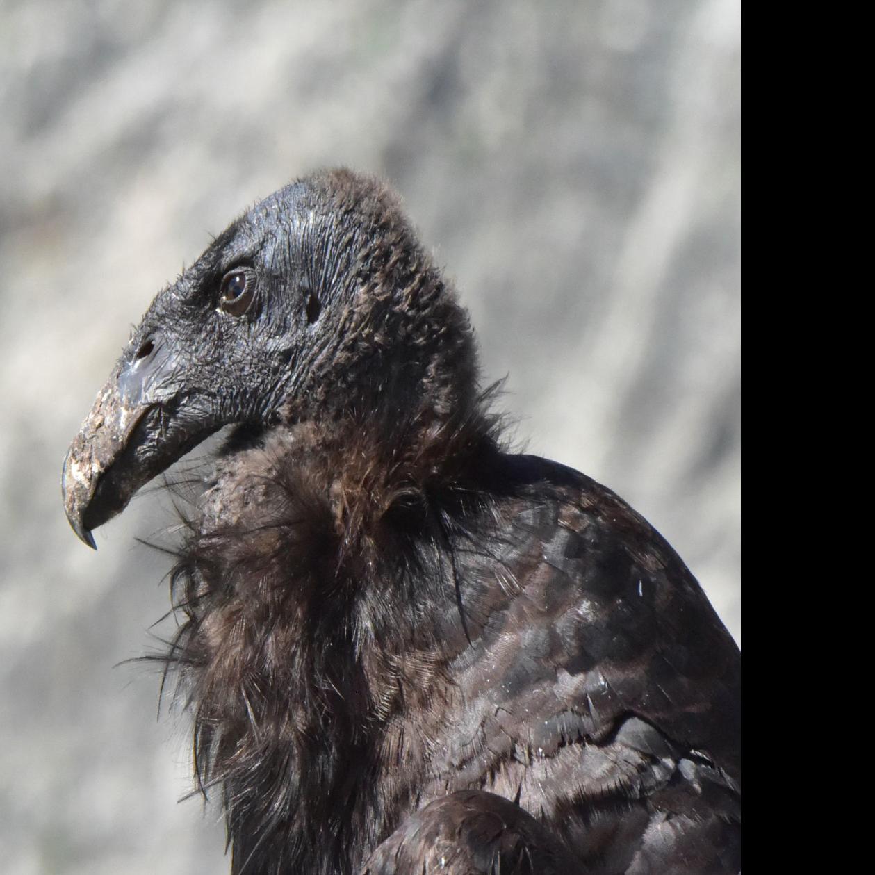 Days After An Endangered California Condor Was Found Perched In