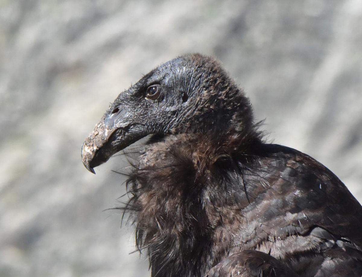 Days After An Endangered California Condor Was Found Perched In