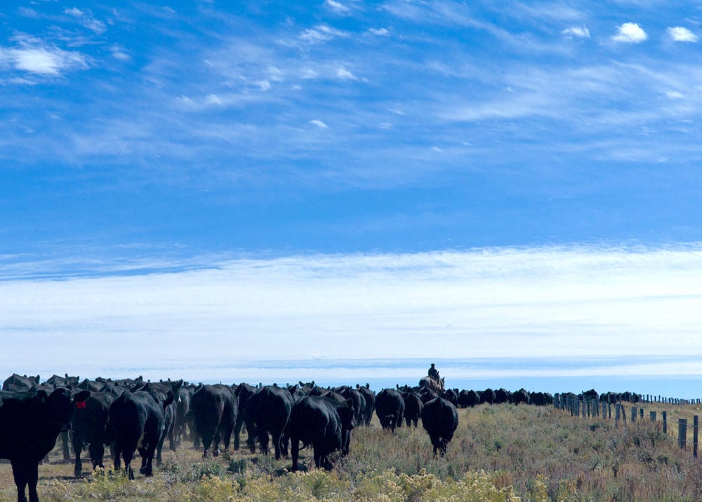Livestock