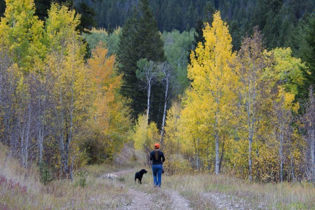 Zook hunts