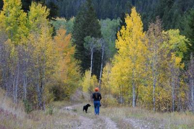Zook hunts