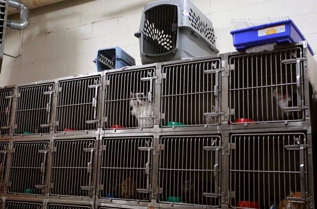 Expansion at Casper animal shelter will separate cats and dogs | Casper