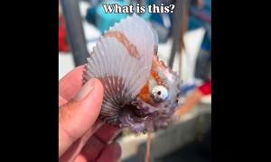 Mysterious, fabled sea creature reeled onto California fishing boat