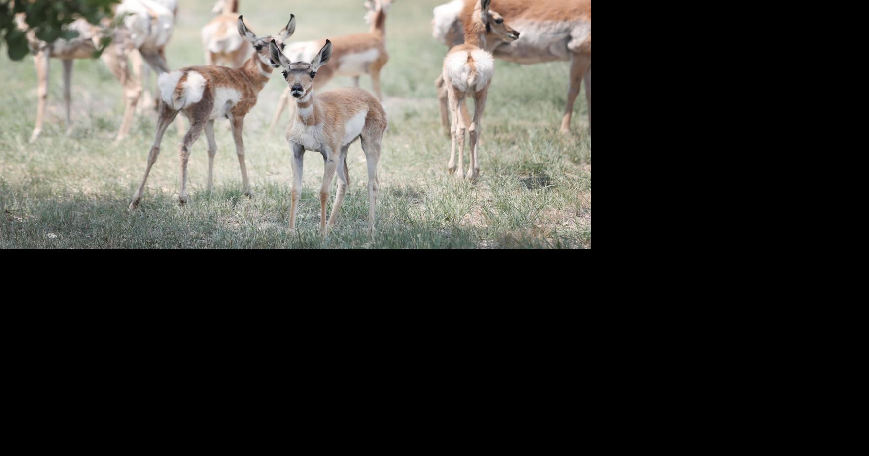 Future drought threats to fish, wildlife in Wyoming