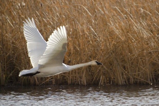 Watch for trumpeter swans