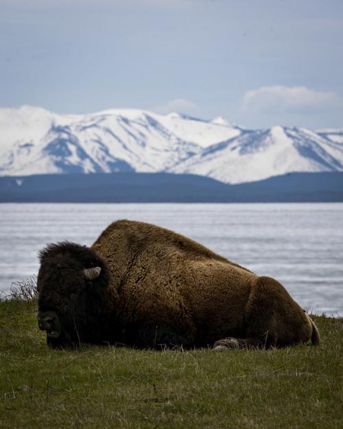 Yellowstone opens