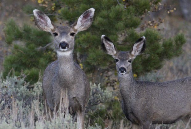 Wildlife officials update public on Wyoming mule deer herd