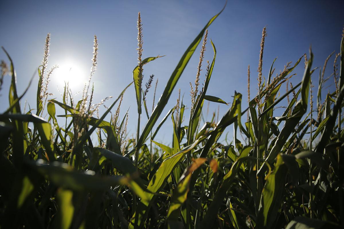 Corn Maze