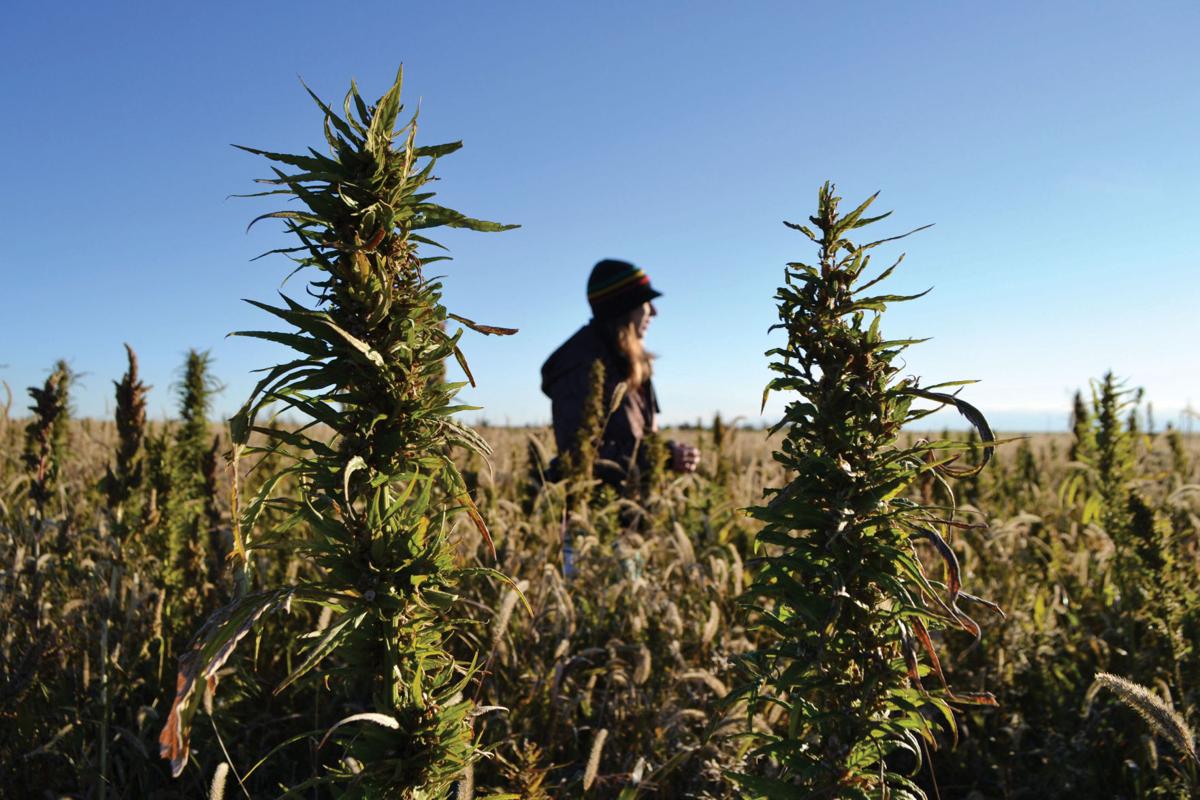 Food And Farm Industrial Hemp