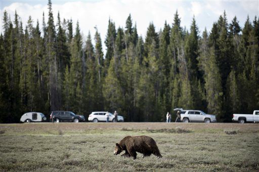 Teton park Wildlife Brigade keeps people, griz safely apart