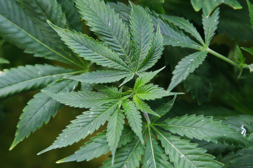 Parochial politics pushes pot legalization backwards