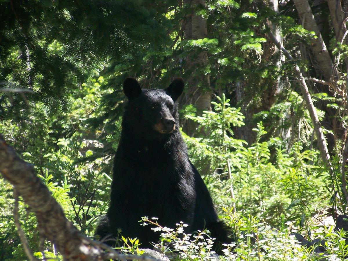 Wyoming Biologists Fight Bear Break In Blues As Camp Raids Car Break Ins Increase Open Spaces Trib Com