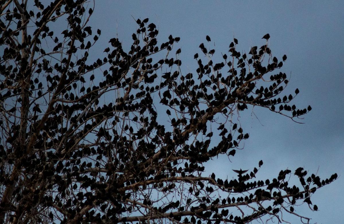 starlings