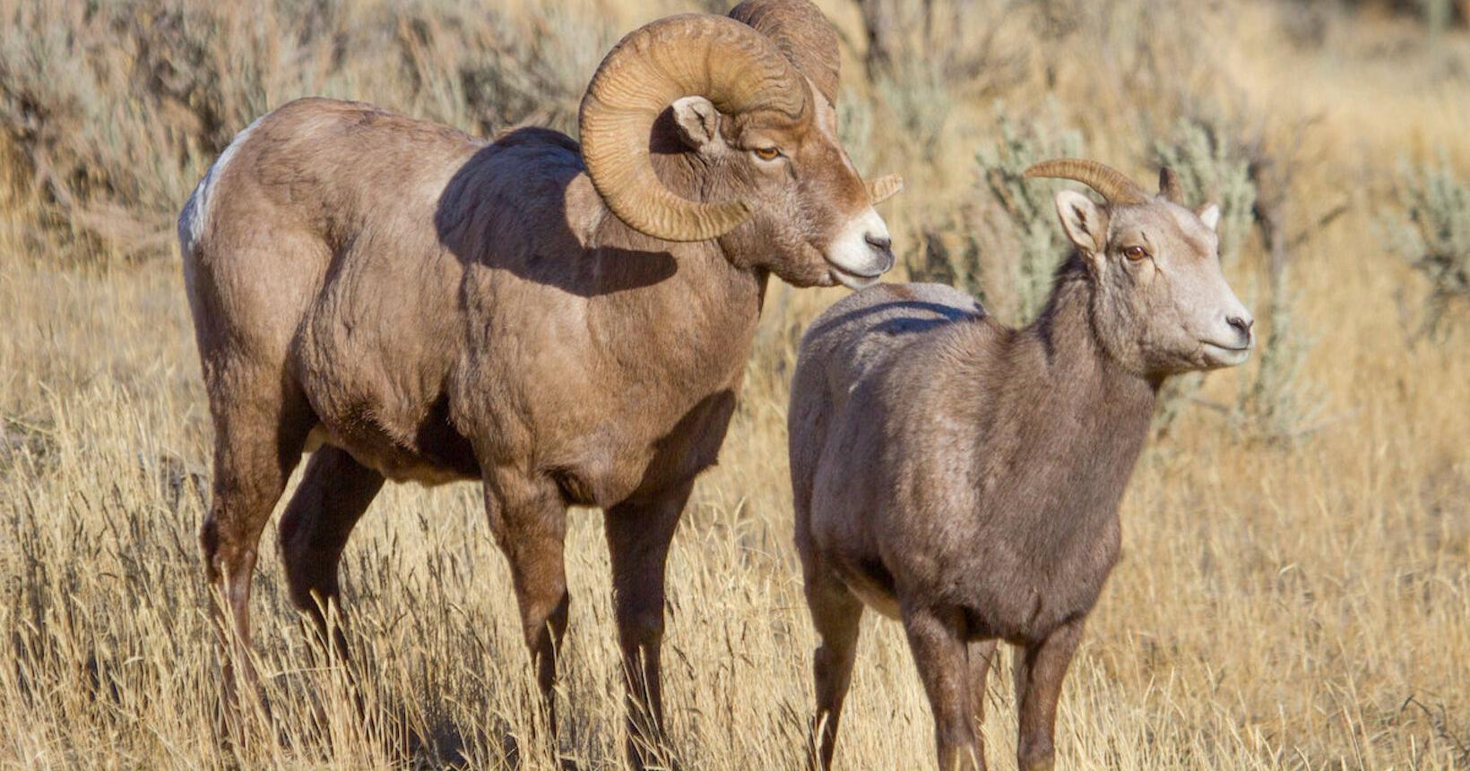 Hunting bighorn sheep ewes to save the herd - Vimarsana News