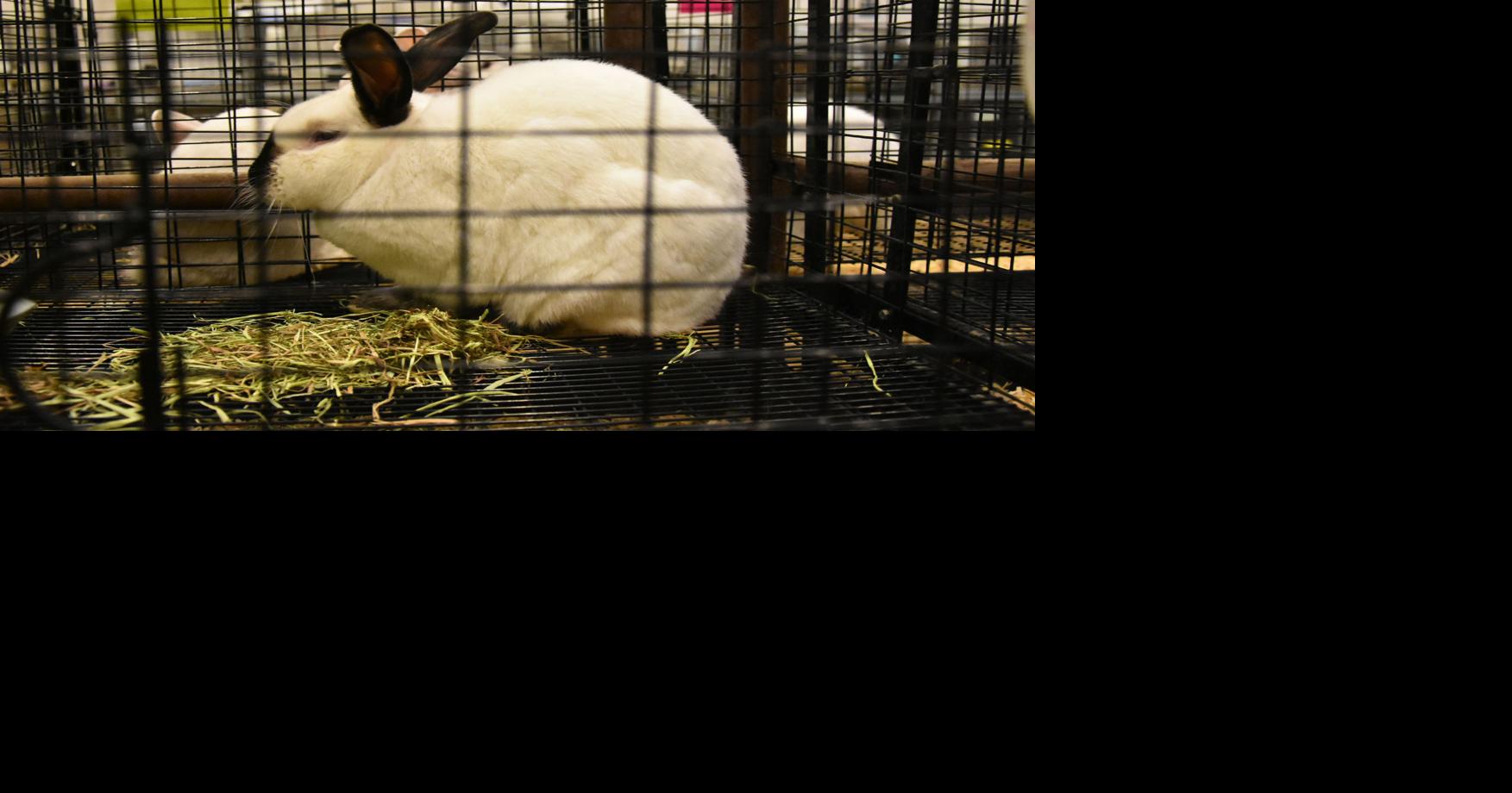 First Wyoming domestic rabbit confirmed to have infectious viral disease