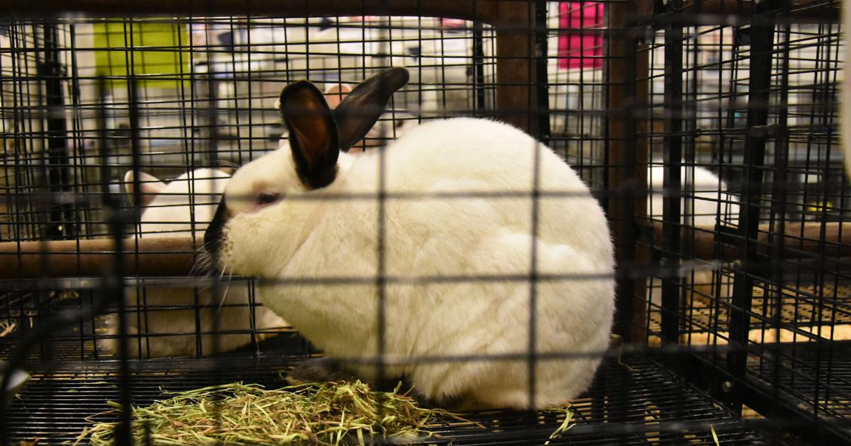First Wyoming domestic rabbit confirmed to have infectious viral disease