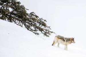wolf (2).jpg