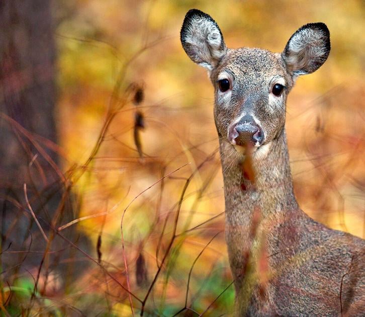 Outdoors | Game Commission looks to expand concurrent deer ... Outdoors | Game Commission looks to expand concurrent deer ...