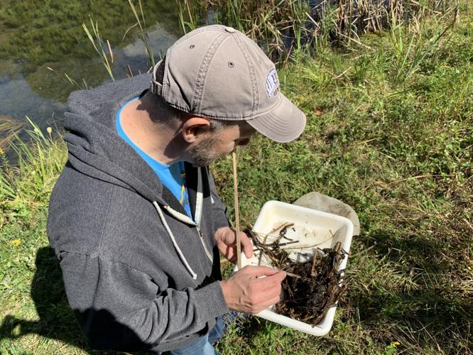 PHOTO GALLERY, Research in the Region: Dragonflies of many kinds thrive at  mine drainage cleanup sites, St. Francis professor's research shows, News