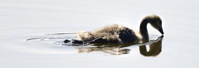 Canada goose