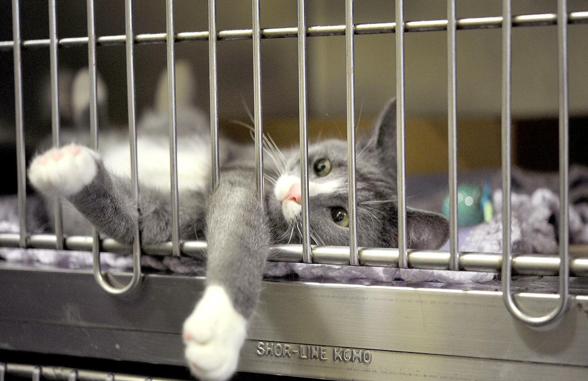 Cambria Humane Society Viral Outbreak Prompts Shelter To Halt Cat