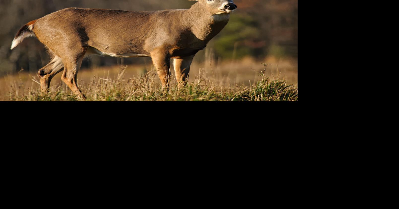 Outdoors | 49 consecutive days of archery deer season begins Saturday ...