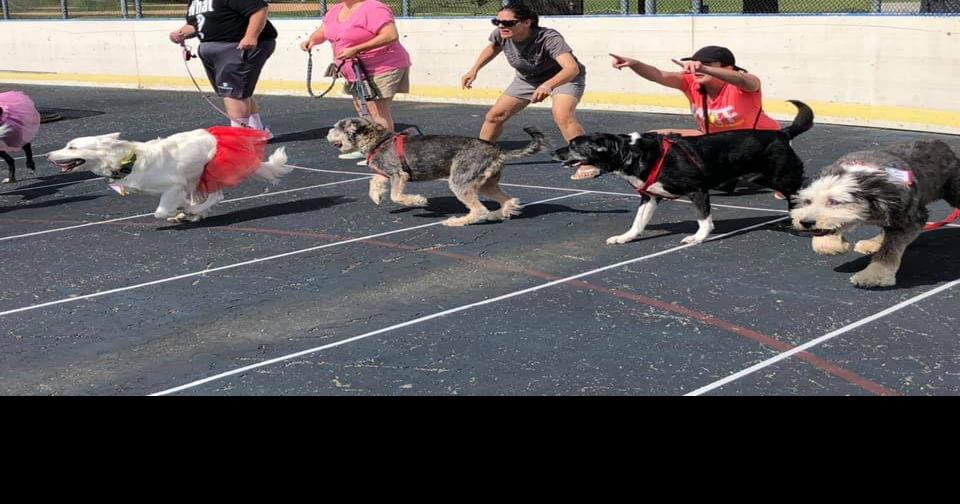 Dog walk to benefit Roxbury Bandshell, canine projects | News