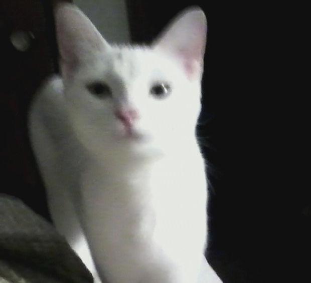 Michele M Bender Pearl S Ident Kitty Theft Local News