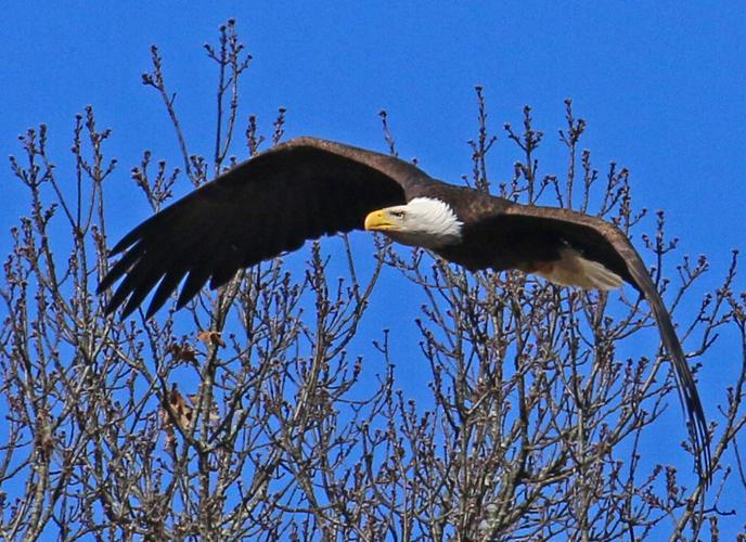 Southmont Borough welcomes bald eagle family | News | tribdem.com